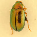 Image of <i>Crepidodera aurea</i>