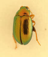 Image of <i>Crepidodera aurea</i>