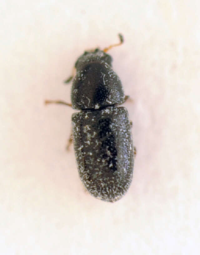 Image of <i>Sulcacis affinis</i>