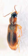 Image of Anthracus consputus (Duftschmid 1812)