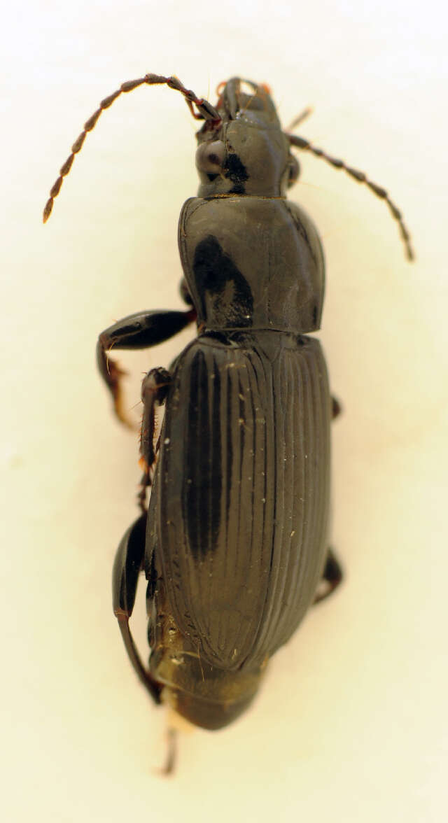 Image of Pterostichus (Pseudomaseus) anthracinus (Illiger 1798)