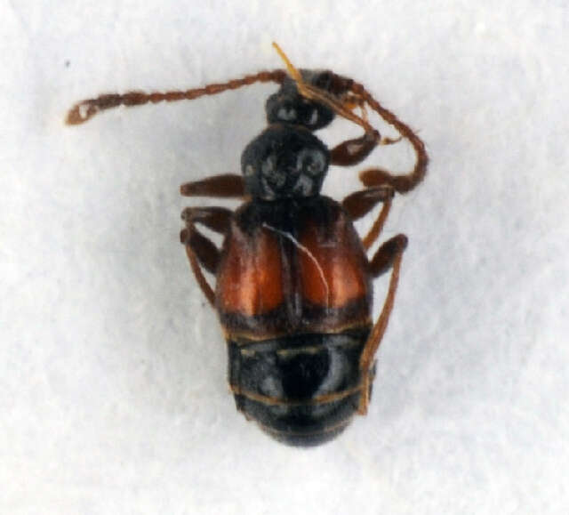 Image of Rybaxis longicornis (Leach 1817)