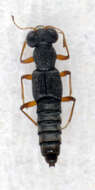 Stenus (Hemistenus) pallipes Gravenhorst 1802 resmi