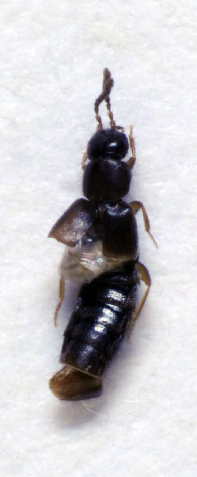 Image of <i>Atheta vilis</i>