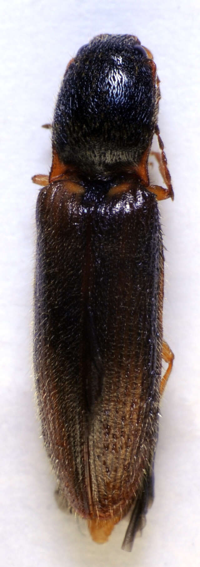 Image of <i>Athous vittatus</i>