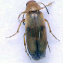 Image of <i>Anaspis maculata</i>