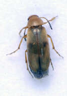 Image of <i>Anaspis maculata</i>