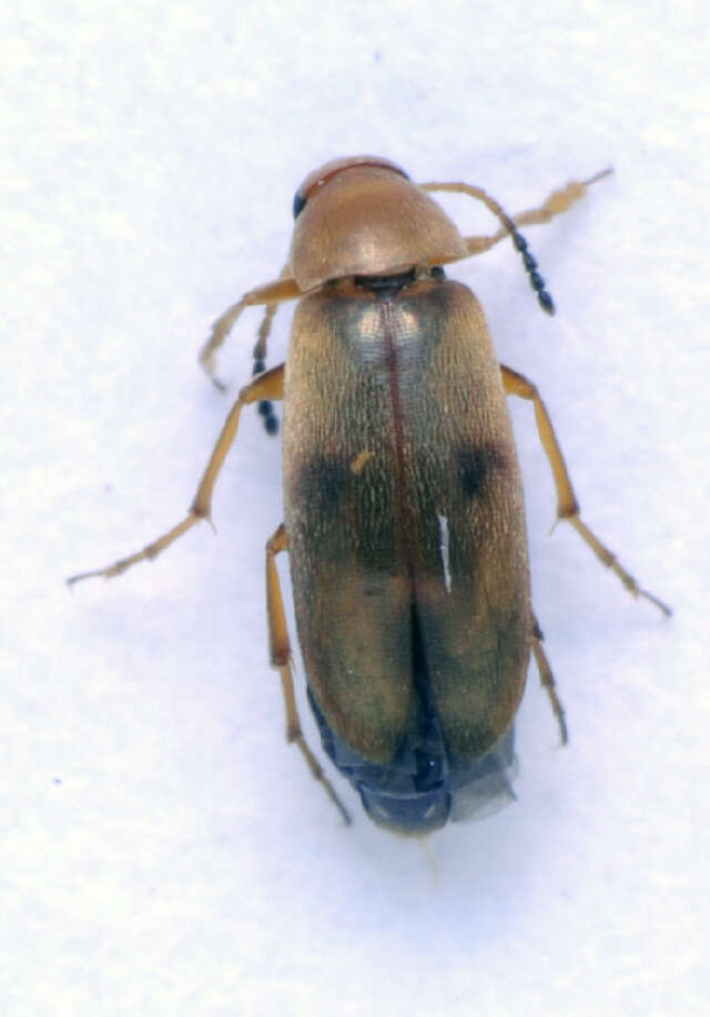 Image of <i>Anaspis maculata</i>