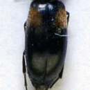 Image de <i>Anaspis humeralis</i>