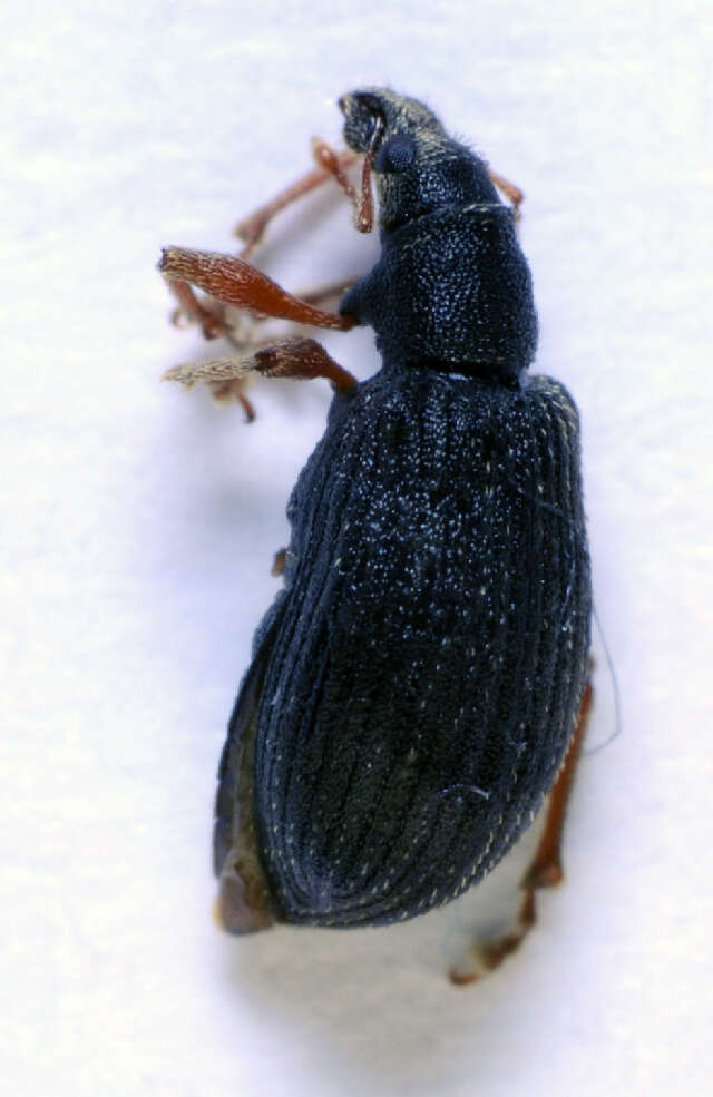 Polydrusus (Polydrusus) tereticollis (De Geer 1775) resmi