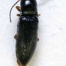 Image of <i>Agriotes pallidulus</i>