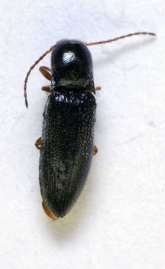 صورة <i>Agriotes pallidulus</i>