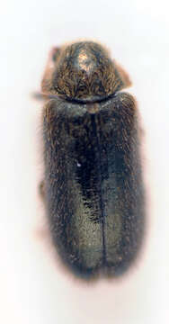 Image of <i>Xestobium plumbeum</i>