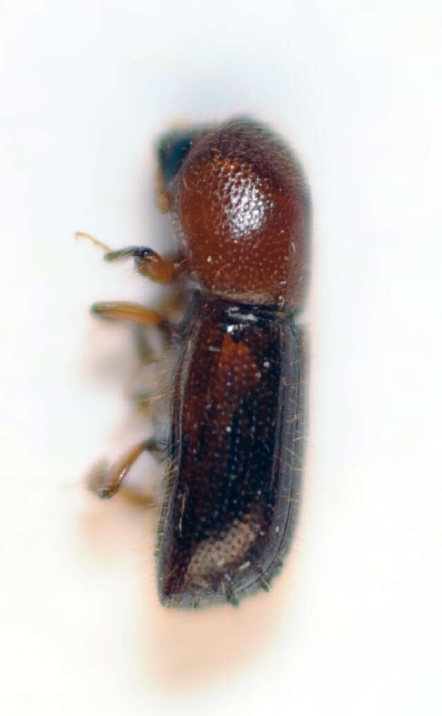 Image of Ambrosia beetle