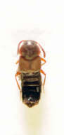 Image of Euryusa (Euryusa) castanoptera Kraatz 1856