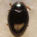 صورة <i>Ootypus globosus</i>