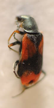 Image of <i>Anthocomus equestris</i>