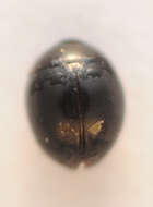 Image of round fungus beetles