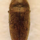 Image of Aulonothroscus brevicollis