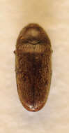 Image de Aulonothroscus brevicollis