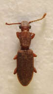 Image of Beetle