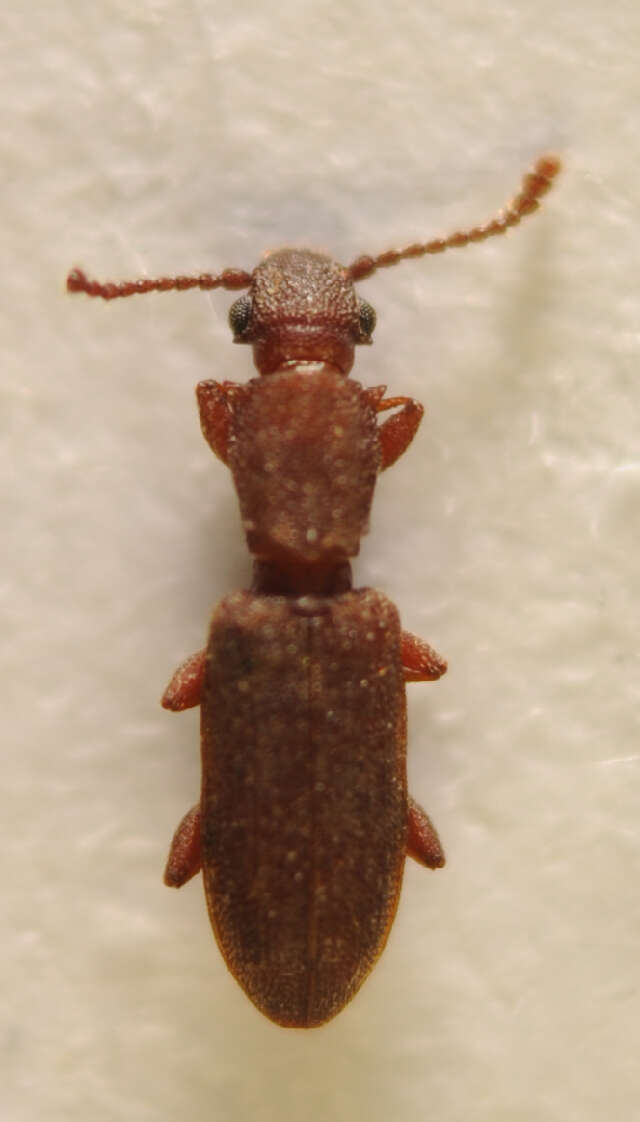 Image of Beetle