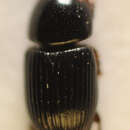 Image of <i>Aphodius pusillus</i>