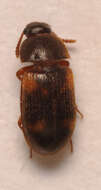 Image of Spotted Hairy Fungus Beetle