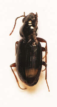 Plancia ëd Bembidion (Philochthus) lunulatum (Geoffroy ex Fourcroy 1785)