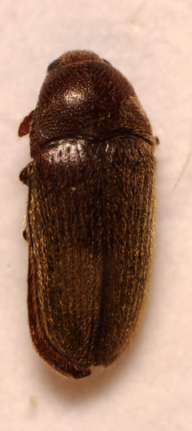 Image of <i>Trixagus dermestoides</i>