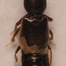 Image of Bledius (Hesperophilus) femoralis (Gyllenhal 1827)