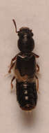 Image of Bledius (Hesperophilus) femoralis (Gyllenhal 1827)