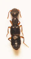 Image of Rugilus (Rugilus) orbiculatus (Paykull 1789)