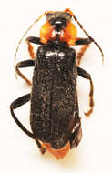 Imagem de <i>Cantharis fusca</i>