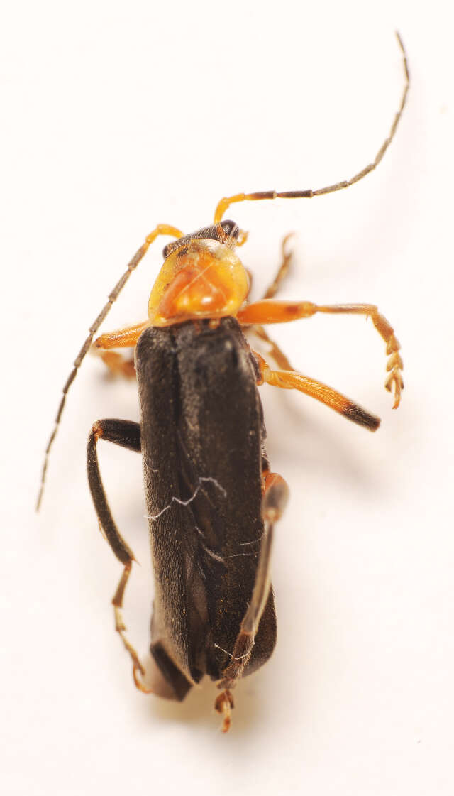 Imagem de <i>Cantharis livida</i>