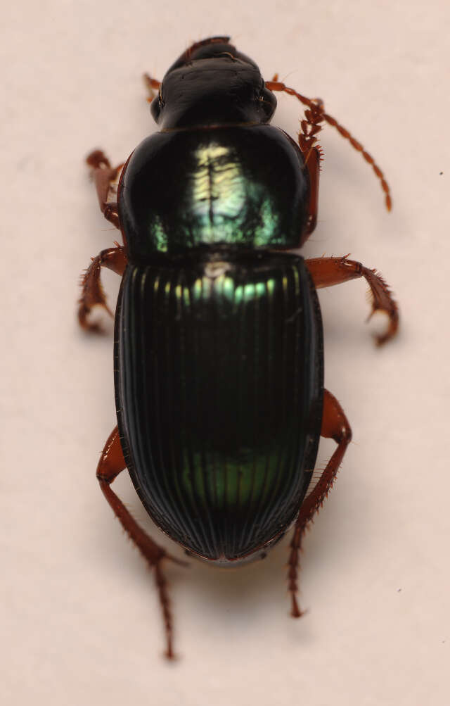 Слика од Harpalus (Harpalus) rubripes (Duftschmid 1812)