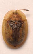 Image of Cassida (Cassida) vibex Linnaeus 1767