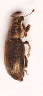 Image of Sweetclover Weevil