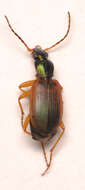 صورة Anchomenus (Anchomenus) dorsalis (Pontoppidan 1763)