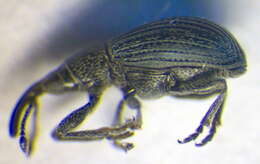 Image of Ceratapion gibbirostre