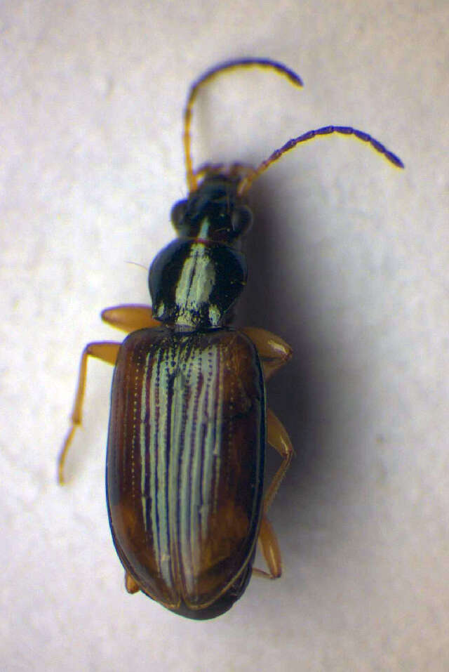 Image de Bembidion (Euperyphus) testaceum (Duftschmid 1812)