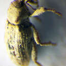 Image of <i>Pseudostyphlus pillumus</i>