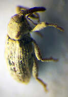 Image of <i>Pseudostyphlus pillumus</i>