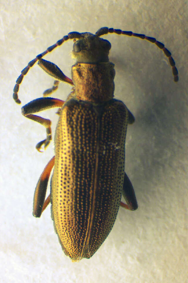 Image of <i>Donacia vulgaris</i>