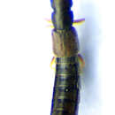 Image of Carpelimus (Trogophloeus) subtilis (Erichson 1839)