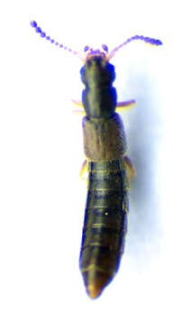 Image of Carpelimus (Trogophloeus) subtilis (Erichson 1839)