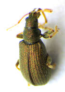 Phyllobius (Dieletus) argentatus Linnaeus 1758 resmi