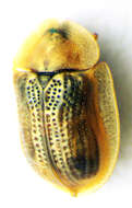 Image of Pale Tortoise Beetle