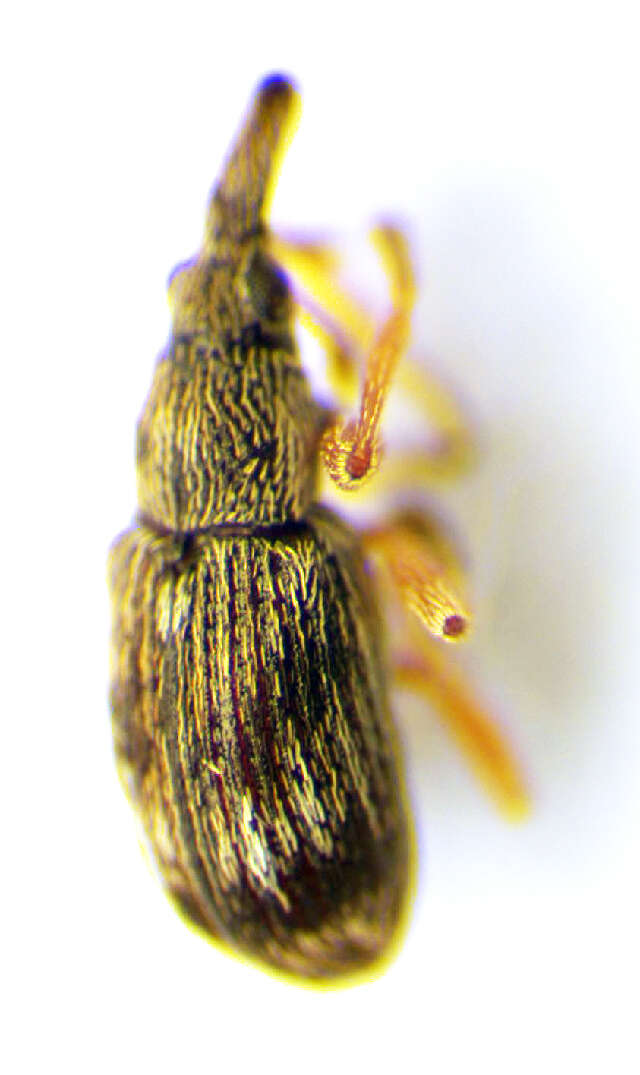 Image of <i>Taeniapion urticarium</i>