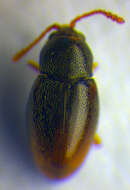 Image of Atomaria testacea Stephens 1830